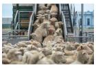 Need Reliable Horse Freight Services in Canberra?