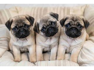 Pug Puppies for Sale in Mumbai
