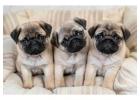 Pug Puppies for Sale in Mumbai 
