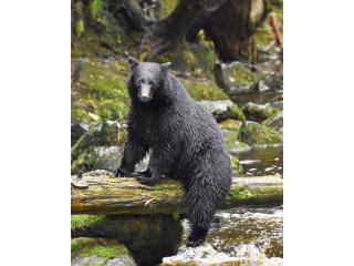 Bears on Vancouver Island: Wildlife Tours | Whale Safaris BC