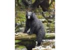Bears on Vancouver Island: Wildlife Tours | Whale Safaris BC