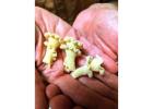 Delicious Organic Pasta for Coachella Valley Food Lovers