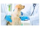24 Hour Animal Hospital in Vancouver for Emergency Pet Care