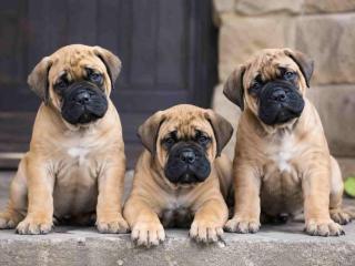 Bullmastiff Puppies for Sale in Hyderabad