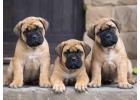 Bullmastiff Puppies for Sale in Hyderabad