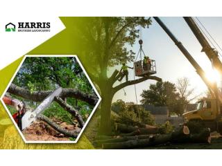 Harris Brothers Provides Trustworthy Hammonton Tree Removal Services