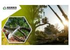  Harris Brothers Provides Trustworthy Hammonton Tree Removal Services