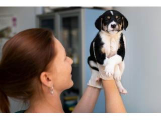 Trusted Russian-Speaking Veterinarian for Your Pet