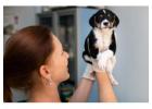 Trusted Russian-Speaking Veterinarian for Your Pet