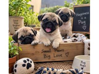Pug Puppies for Sale in Delhi