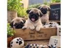 Pug Puppies for Sale in Delhi
