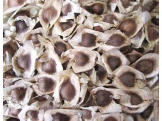 Explore Moringa Oleifera Seeds Uses at Husband Wife Farm