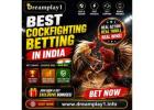 Best Cockfighting Betting in India – Explore Dreamplay1