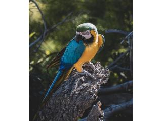 Tambopata Jungle Tour 2 Days – Chuncho Macaw Clay Lick