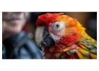 Experience Tambopata National Reserve with Tree House Inn