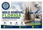 Mold Removal Florida | Professional Mold Remediation & Inspection Services