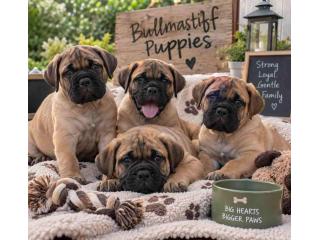 Bullmastiff Puppies for Sale in Mumbai