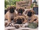 Bullmastiff Puppies for Sale in Mumbai