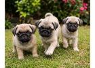 Pug Puppies for Sale in Bangalore