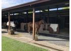 Stall Mats for Horses for Better Comfort and Stability