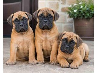 Bullmastiff Puppies for Sale in Kolkata