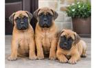 Bullmastiff Puppies for Sale in Kolkata