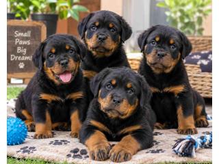 Rottweiler Puppies for Sale in Bangalore