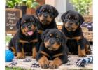 Rottweiler Puppies for Sale in Bangalore