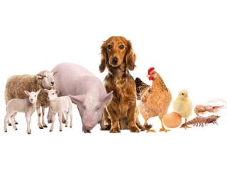Animal Feed Supplements Manufacturer