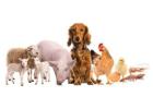 Animal Feed Supplements Manufacturer