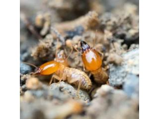Better Understand Property Damage With a Termite Insurance Claim Lawyer