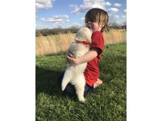 English Cream Golden Retriever Puppies for Sale by Tristar Goldens