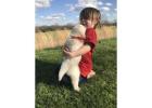 English Cream Golden Retriever Puppies for Sale by Tristar Goldens
