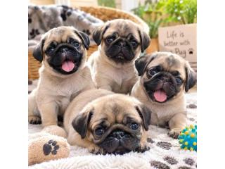 Pug Puppies for Sale in Kolkata