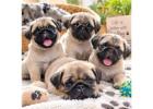 Pug Puppies for Sale in Kolkata