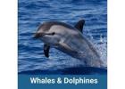 Private Whale and Dolphin Watching Tours Tenerife | Privatetourtenerife.com