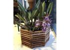 Vanda Basket: Choose the Right Basket for Your Orchid