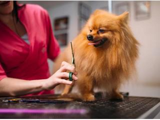 Pet Grooming Services at Home – Gentle Care