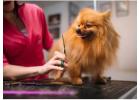 Pet Grooming Services at Home – Gentle Care