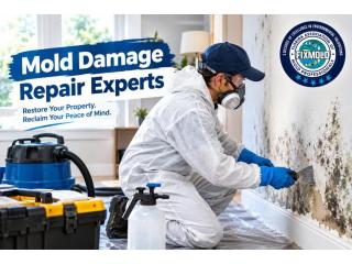 Professional Solutions for Safe Mold Damage Repair Services