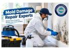 Professional Solutions for Safe Mold Damage Repair Services