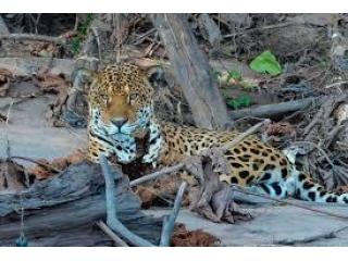 Sandoval Lake Tour 4 Days – Amazon Wildlife Adventure