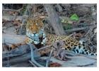 Sandoval Lake Tour 4 Days – Amazon Wildlife Adventure