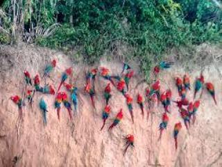 Chuncho Macaw Clay Lick 2 Days – Tambopata Jungle Adventure