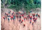 Chuncho Macaw Clay Lick 2 Days – Tambopata Jungle Adventure