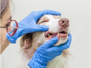 Veterinary Dentist for Better Pet Oral Health