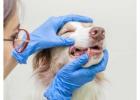 Veterinary Dentist for Better Pet Oral Health
