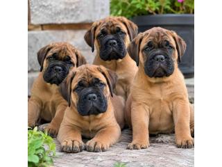Bullmastiff Puppies for Sale in Bangalore