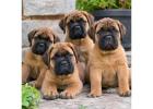 Bullmastiff Puppies for Sale in Bangalore
