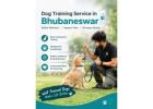 Dog Training Service